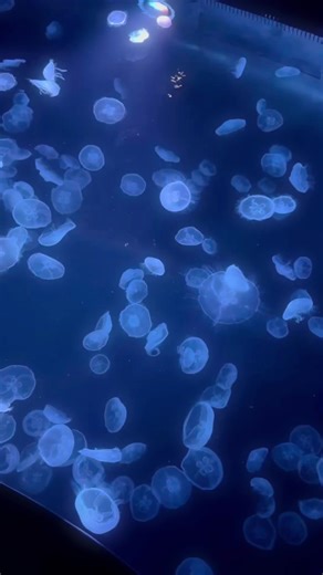 海月の魅力と水族館の儚さ
