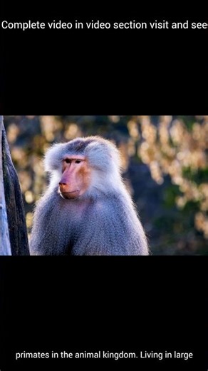 "Baboon Monkey Documentary | Amazing Facts About Baboons in the Wild"#Baboon #MonkeyDocumentary