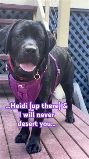 Harley & Heidi…never gonna give you up 💕#blacklab #chocolatelab #dogs #labrador #pets