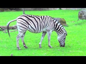 Damara Zebra at Oregon Zoo