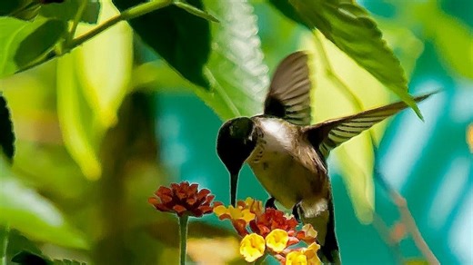 Here’s how to spot migrating hummingbirds in California this spring