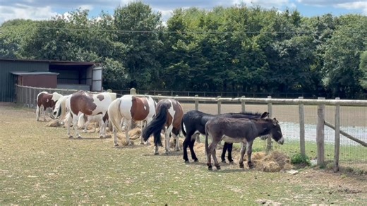Happy tails! Some of our gang enjoying some tasty hay in a very orderly fashion! | Foal Farm Animal Rescue Centre