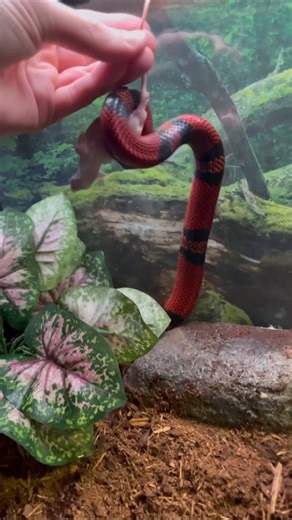 Snakes deserve a Thanksgiving feast too! 🍁🦃 I am thankful for so much today but most of all I am thankful for my friends, relatives, and animals that make up my family. Of course I am also thankful for everyone that enjoys and engages with my posts. You all help me keep my pages going by spreading love of and care for reptiles. Thank you for watching and happy Thanksgiving! #Animals #snakes #reptiles #rattlesnake #diamondback #milksnake #tegu #lizard #iguana #Thanksgiving2025 #thanksgivingdinn