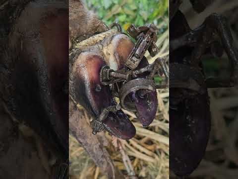 Saving a Cow's Hoof: Removing Painful Nails & Healing the Hoof