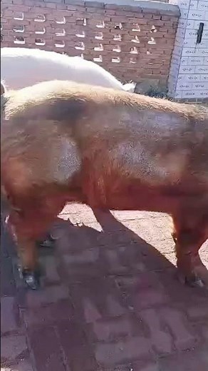 Where the Pigs Rule the Road 15