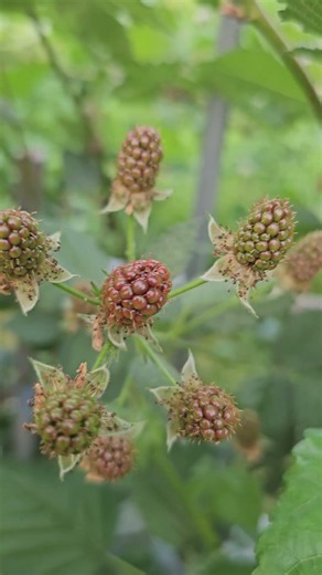 Returning to Farming, Daebudo Brix Grape Farm Raspberry