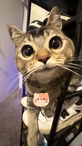 42K views · 884 reactions | How To Communicate With A CAT!  #catfacts | Pet lovers | Facebook