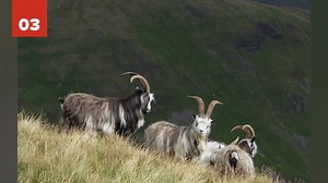 25 amazing and unique Scottish facts