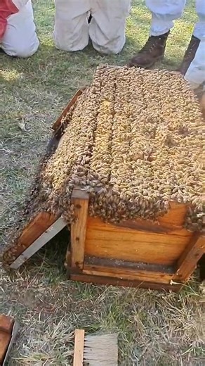 139K views · 1.5K reactions | Transferring a Nuc Box to a Brood chamber | Nectar Flow Sees This Colony Explode! Come on our basic bee course which runs every month in Midrand, Gauteng Province. | Bee WARE | Facebook