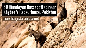 Spotting a herd of about 50 Himalayan ibex near Khyber village, Hunza Valley wasn’t just a coincidence! On a journey to film the habitat and associated wildlife of Passu Glacier, the WWF team spotted ibex tracks along the precipitous mountain ridge. Found at an average altitude of 3,660 metres, ibex usually come down the mountain due to snow and in search of food in the winter season. The population faces numerous threats across its range in Pakistan, from habitat loss to illegal hunting, climat