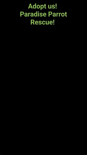 13K views · 405 reactions | Oscar and Bubblegum are a special pair! Available for adoption here at Paradise Parrot Rescue! 520.288.6310 | Paradise Parrot Rescue | Facebook