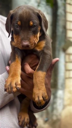 Ultimate Quality European Doberman Female Puppy Available Liver & Tan Color#dog #petcenter