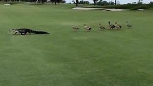 A Flock of Angry Geese Chase a Slow Moving Alligator Across Golf Course at a PGA Invitational
