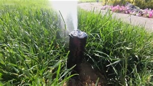 You Can Grow It: Watering your lawn wisely