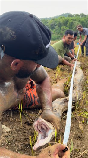 Mike Holston on Instagram: "What do you think 💭 Measuring this giant python with @amar_pd"
