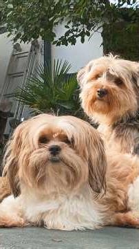 What are those giant explosions they wonder. #puppy #doglife #shihtzu #pets #cutedog #love