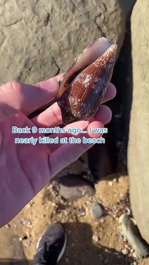 The oceans safety should be taught in schools. #fyp #shells #seashells #deadly #animals