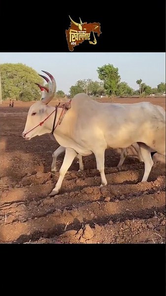 khillar bull videos