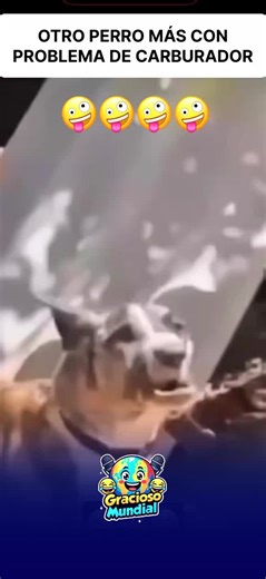 Funny Old Dogs Moments