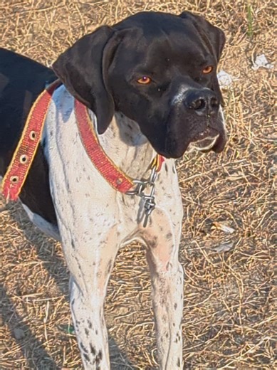 Exploring the English Pointer Dog Breed