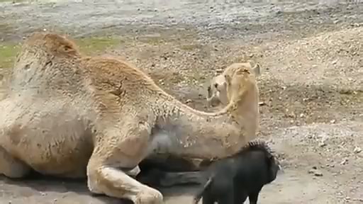 Video memes 01NA0Hy8D by ciop06 - iFunny