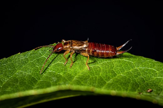 What Do Earwigs Eat?