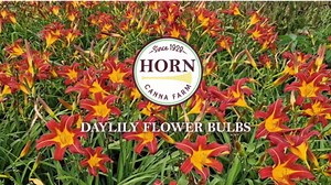 Hybrid Mixed Daylily Flower Bulbs – 3 Bulbs per Pack – Colorful Assortment, Pollinator Friendly, Rabbit Resistant – Hardy Perennial for Full Sun Gardens (Zones 3–9) Fall Planting Spring Blooming