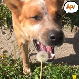 564K views · 1.2K reactions | OMG what? 藍藍藍 | AFV Classics | Facebook