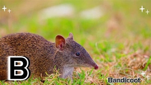 ABC Phonics Song with Australian Animals  Real-Life Footage Alphabet Learning  Educational Video for