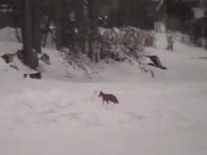 Fox hunting. Fox eats cat?
