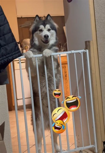 My hyper Husky jumps up and down every time he sees me and can’t wait to come outside 🐶🥰 His excitement makes my day every single time! Do your pets go crazy when they see you too? 😂💙 #nancygiaupham #husky #cutedog #furbaby #petlove