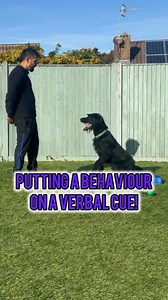 54 reactions | Clear Cues, Clear Communication!  Teaching your dog...