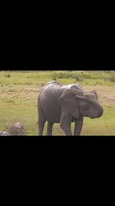 4.2K views · 38 reactions | What do you know about Elephants? Why do they like to swim,dive into the water? | Lemurt Wildlife | Facebook