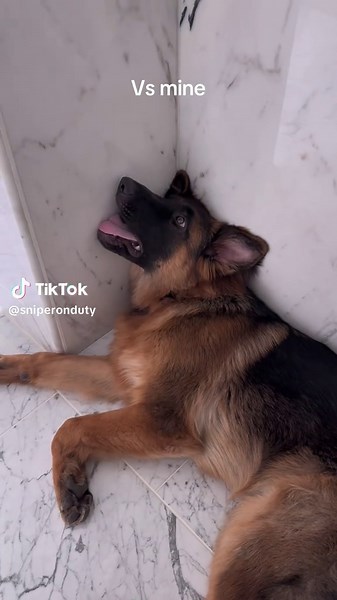 Protection Dog Training Tips You Need to Know