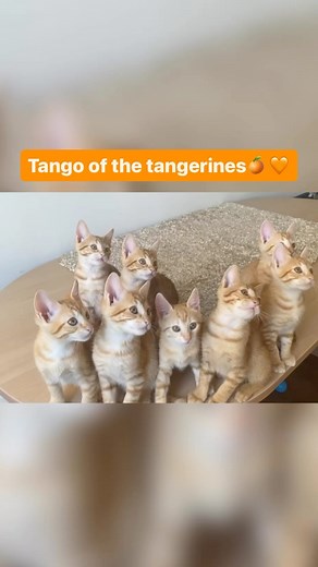 46K views · 2.8K reactions |  How ADORABLE Are These Synchronized Orange Kittens?  *In case you missed it, check out my newest YouTube video exploring the fascinating behavior of orange cats! #Cats #OrangeCats #Kittens #InSync #Adorable | Jackson Galaxy | Facebook