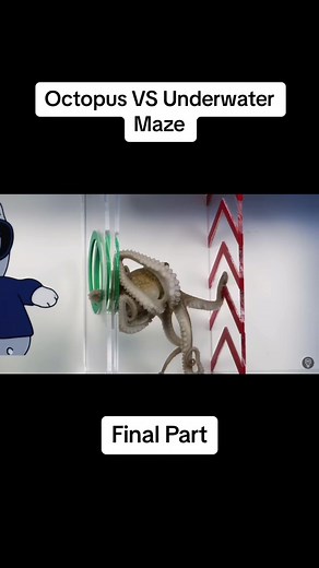Octopus Navigates Underwater Maze Challenge