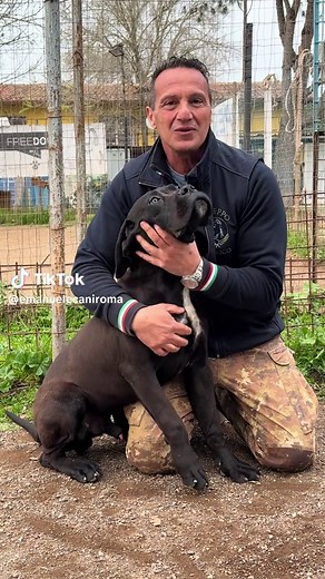 Cane Corso Allevamento e Addestramento a Roma
