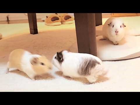 Baby guinea pigs having so much fun chasing each other