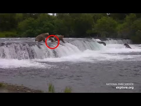 Bears Falling Off Brooks Falls | Best of Bear Cam
