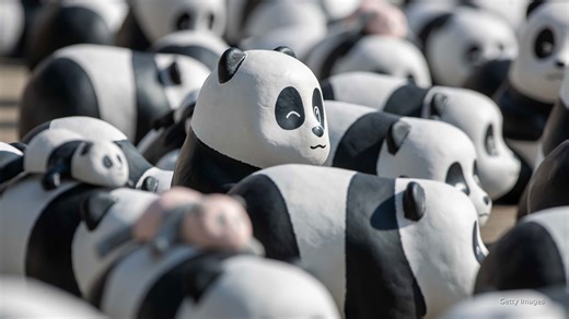 2,500 giant panda sculptures on display in Hong Kong