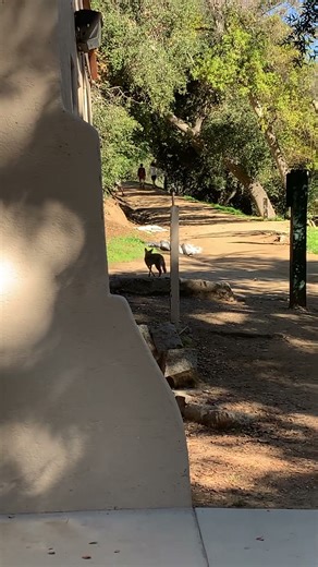 A coyote was spotted at Griffith Park #losangeles #griffithpark #nature #coyote #wildlife