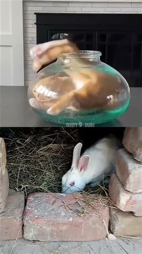 What if they bring a snapping turtle #rabbit #mybunny #cuteanimal