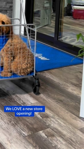 We are celebrating the opening of the brand new Window World of the Triad showroom!! #WindowWorld #newstore #exteriordesign #25years #ribboncutting #dogsdoingthings #fishtank #fancyfish #richardpetty #WWMI #stjude #veterans | Window World