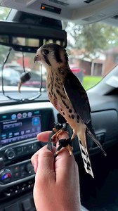 71K views · 1.5K reactions | Dolph with a lightning strike on an invasive Starling  | Survival Watch | Facebook