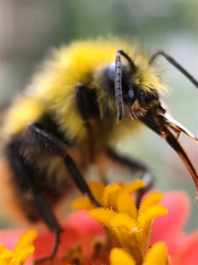 Some serious tongue-cleaning action happening here! 😄🐝 Did you know some bees have extra-long tongues? These help them reach deep into tubular flowers to sip up the sweet nectar 💛 Flowers produce nectar as a tasty reward for pollinators — and in return, pollinators like bees and butterflies help transfer pollen from flower to flower, keeping plants thriving 🦋🐝🌸🌺 #beefact #beeeducation
