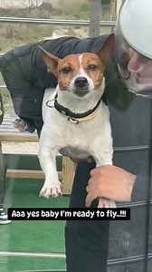 170K views · 2.2K reactions | Dog Tunnel Flying. @skydiveattica...