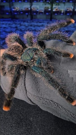Meet My Pinktoe Tarantula - Avicularia avicularia QUICK CARE! #tarantula #spider #gagamba
