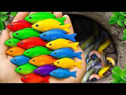 Pond Predator Paradise! Rescuing Aquarium Fish From a Tiny Ecosystem! 🐢🐟