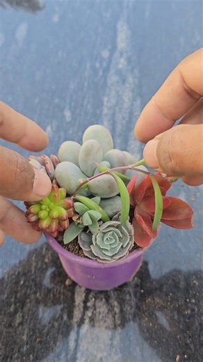 Bring nature’s beauty into your home with this Mini Succulent Arrangement DIY!  In this video, we’ll show you step-by-step how to design a cute and colorful succulent arrangement using small pots, soil mix, and your favorite mini succulents. Perfect for gifts, desk décor, or simply adding a touch of greenery to your space. #succulentcare #succulent | Succulent Hub | Facebook