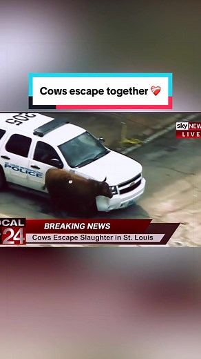 St. Louis Six: Cow Rescue Inspires Compassion Story